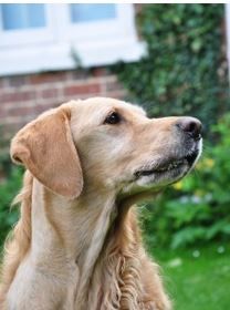 Normal Post Op Occlusion